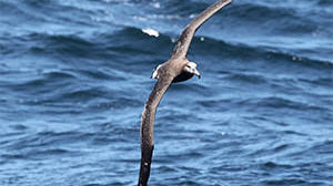 seabird in flight over the water
