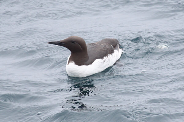 a brown and white bird floats on water