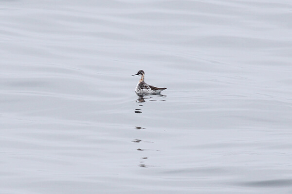a small bird floats on water