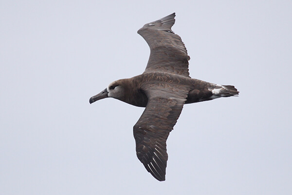 a brown and white bird in flight