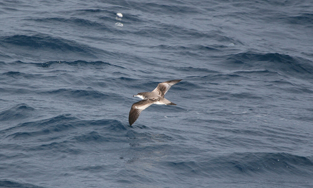 a gray bird and white bird flies above water