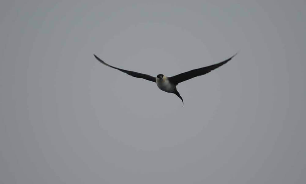 a bird in flight seen from below