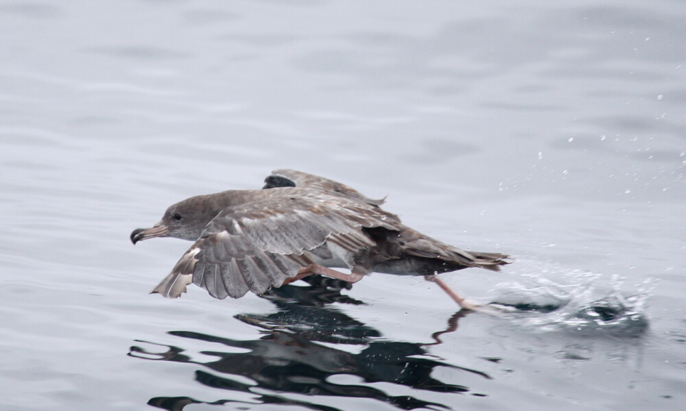 a gray bird takes off from the water
