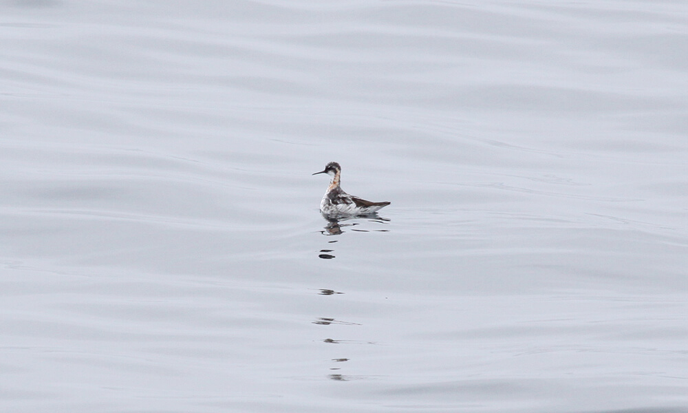 A red-necked phalarope in flight