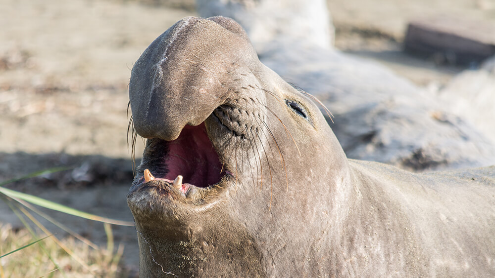 A young brown elephant seal with two small lower jaw teeth exposed with big whiskers and a large hook like nose