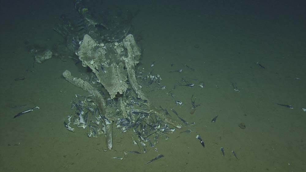 A pile of a decomposed whale skeleton on the soft seafloor, pattern of bones resembles a whale