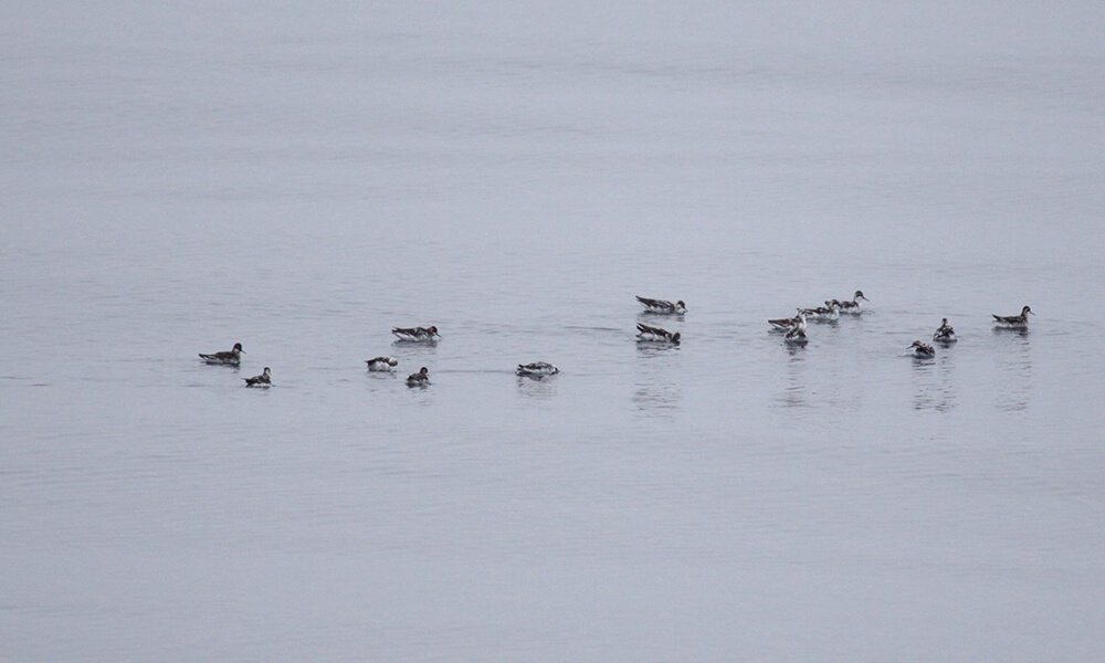A a group of birds float on water