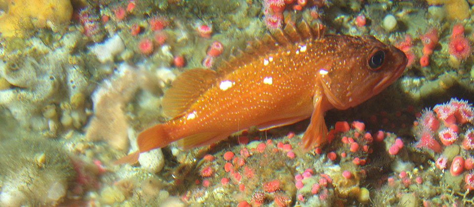 photo of reef