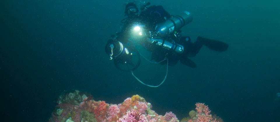 photo of diver