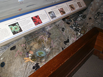 photo of an exhibit at bear valley visitor center