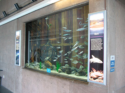 photo of exhibit and fish at bodega marine lab