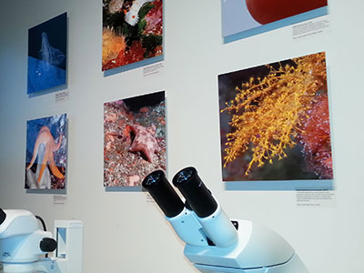 photo of microscope and photos at the traveling exhibit