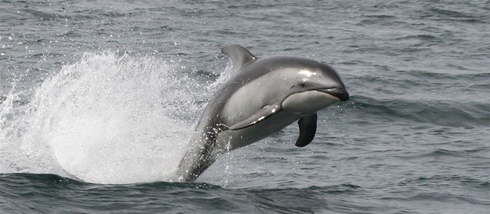 photo of a pacific whilte sided dolphin